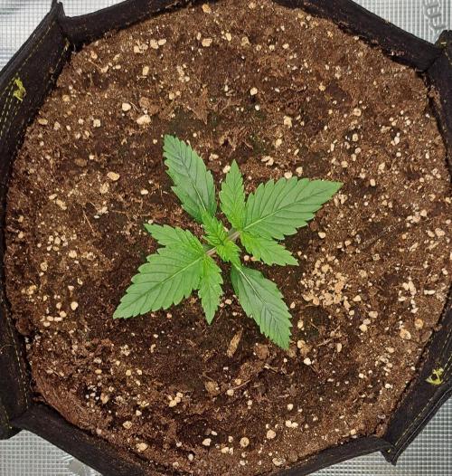 Venus takes on a tropical cherry. Week 2 - Day 10