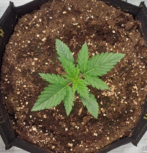 Venus takes on a tropical cherry. Week 2 - Day 11