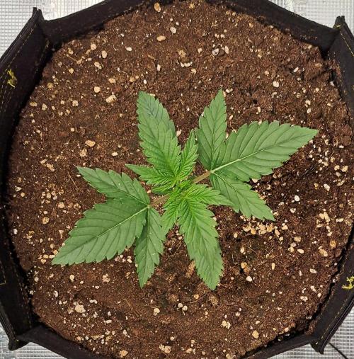 Venus takes on a tropical cherry. Week 2 - Day 12