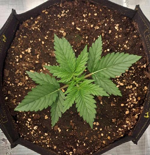 Venus takes on a tropical cherry. Week 2 - Day 13