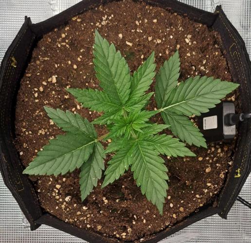 Venus takes on a tropical cherry. Week 2 - Day 14