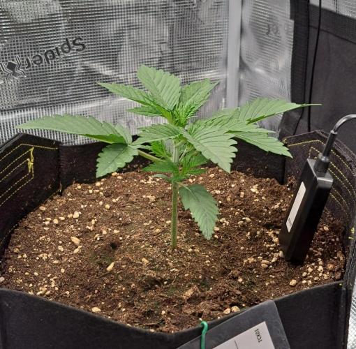 Venus takes on a tropical cherry. Week 2 - Day 14