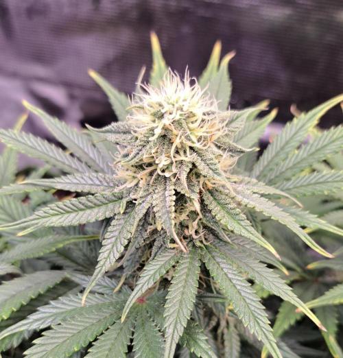 Amnesia Jelly. Week 8