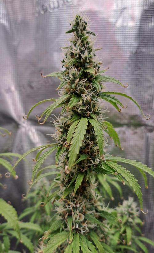 Strawberry Haze Auto. Week 10