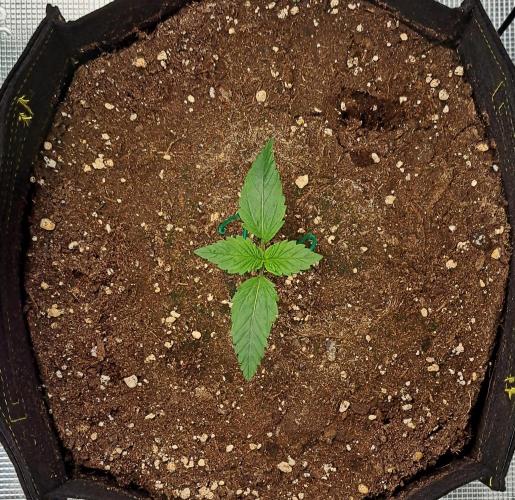 Mars is super boofing. Week 2 - Day 8