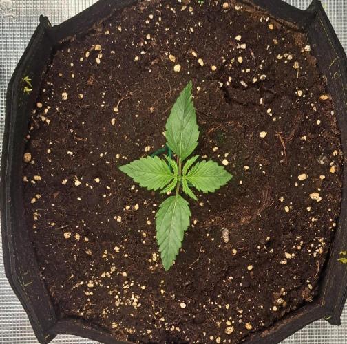 Mars is super boofing. Week 2 - Day 9
