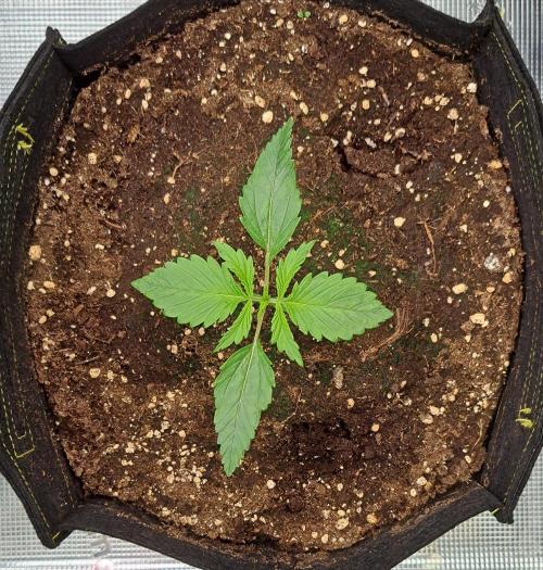 Mars is super boofing. Week 2 - Day 10