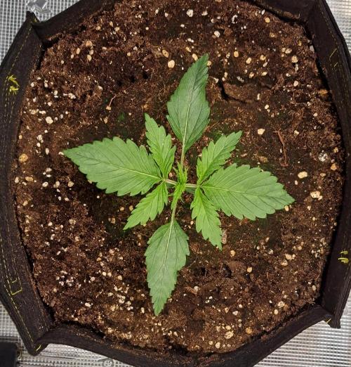 Mars is super boofing. Week 2 - Day 11