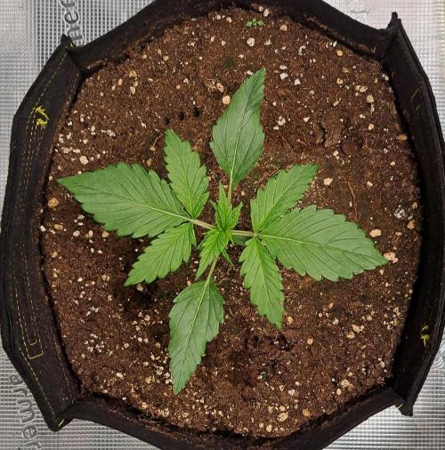 Mars is super boofing. Week 2 - Day 12