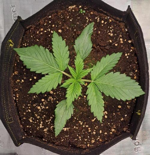 Mars is super boofing. Week 2 - Day 13