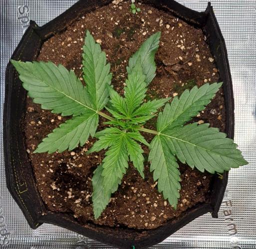 Mars is super boofing. Week 2 - Day 14