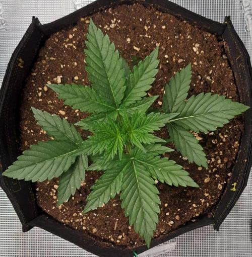 Venus takes on a tropical cherry. Week 3 - Day 15