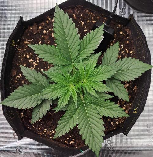 Venus takes on a tropical cherry. Week 3 - Day 16