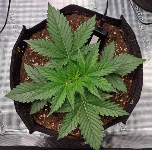 Venus takes on a tropical cherry. Week 3 - Day 17