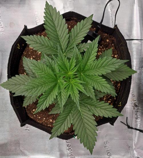 Venus takes on a tropical cherry. Week 3 - Day 18