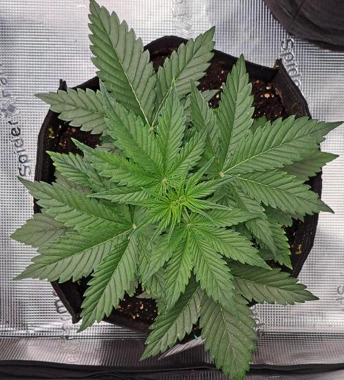Venus takes on a tropical cherry. Week 3 - Day 20