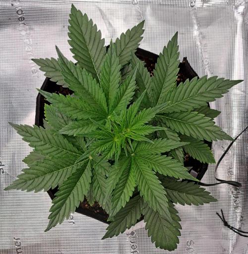 Venus takes on a tropical cherry. Week 3 - Day 21