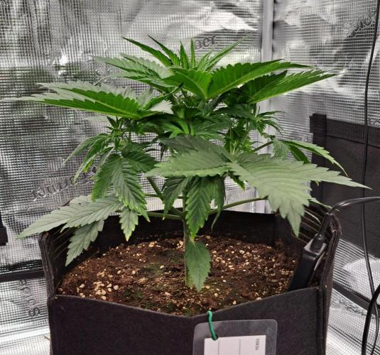 Venus takes on a tropical cherry. Week 3 - Day 21