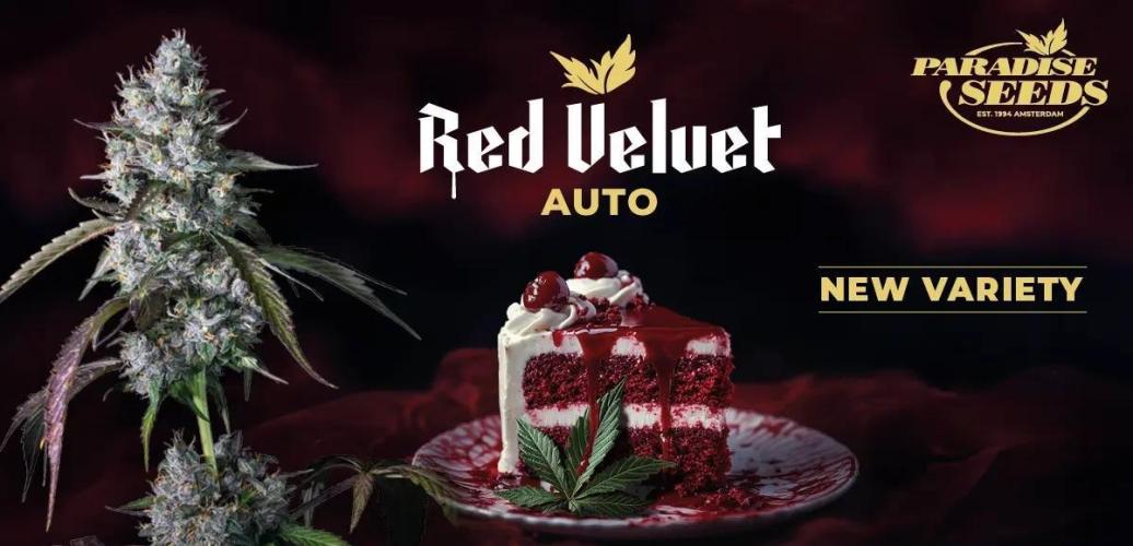 Red Velvet Paradise on Saturn. Week 0 - Red Velvet Auto (Lemon Cherry Gelato x Piña Açaí x Auto Kong #4)