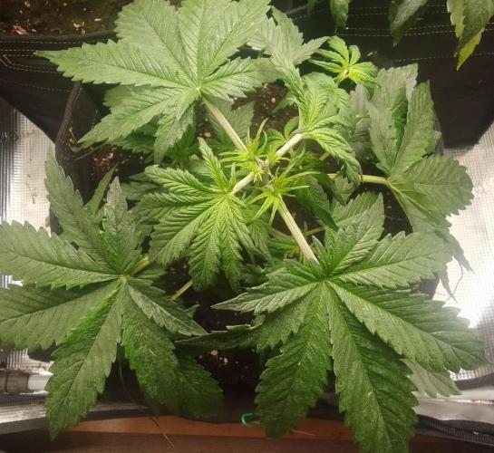 Gorillaz on Mars. Week 4 - Day 23