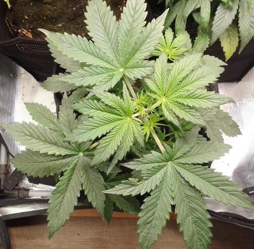 Gorillaz on Mars. Week 4 - Day 24