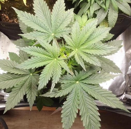 Gorillaz on Mars. Week 4 - Day 25