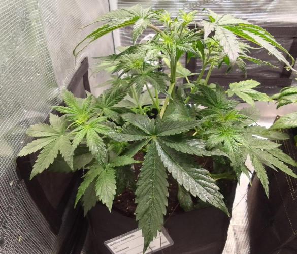 Gorillaz Automatic. Week 4