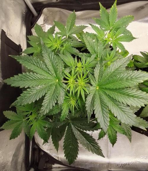 Gorillaz on Mars. Week 4 - Day 28