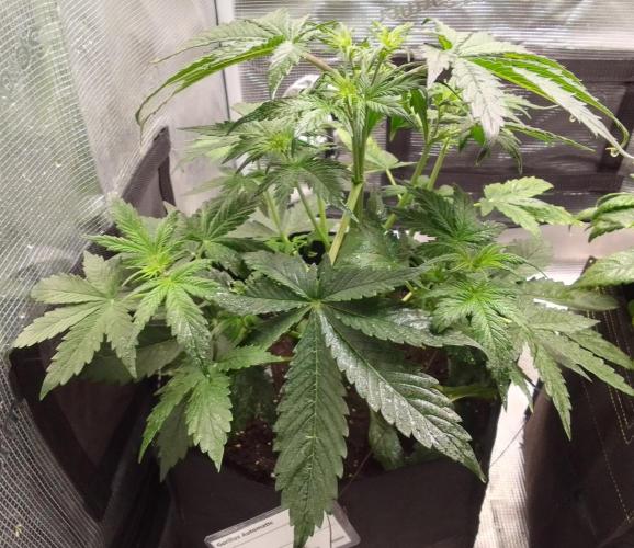 Gorillaz Automatic. Week 4
