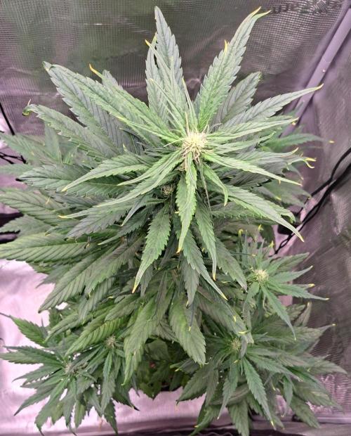 Red Poison spotted on Saturn. Week 6 - Day 36