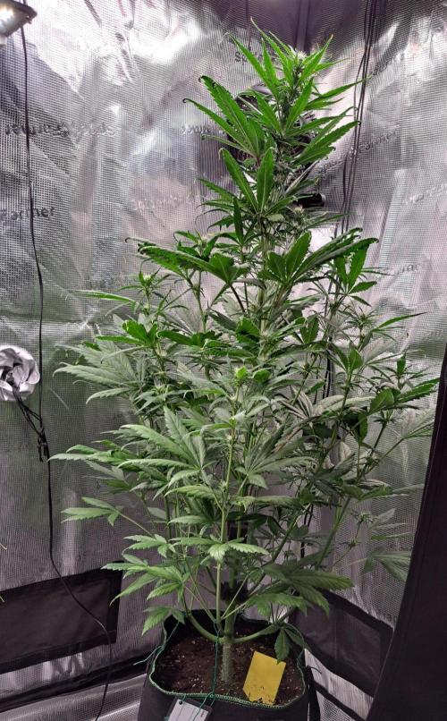Red Poison spotted on Saturn. Week 6 - Day 36