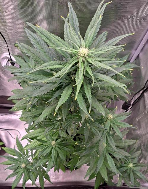 Red Poison spotted on Saturn. Week 6 - Day 37
