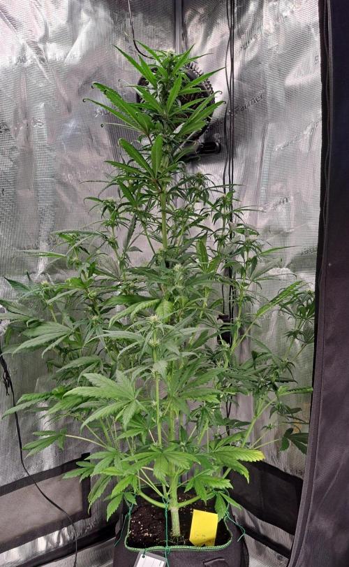 Red Poison spotted on Saturn. Week 6 - Day 37