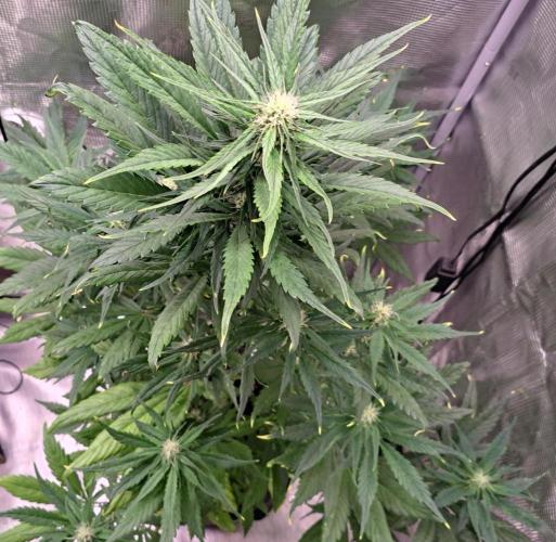 Red Poison spotted on Saturn. Week 6 - Day 38