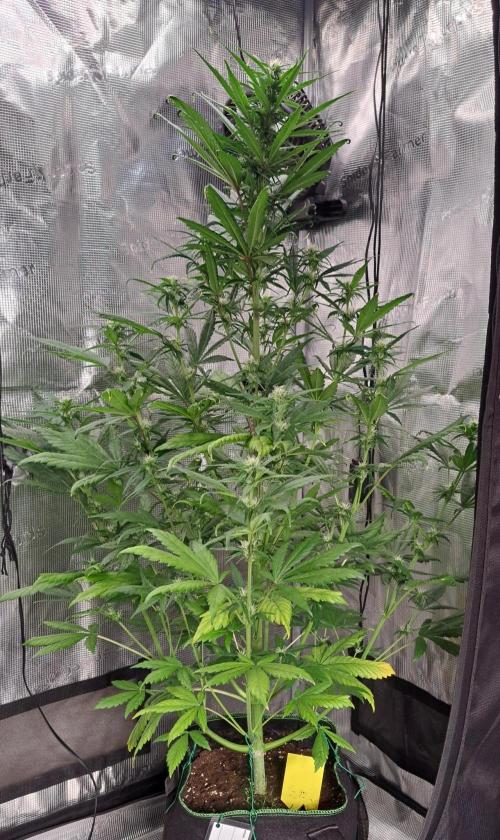 Red Poison spotted on Saturn. Week 6 - Day 38
