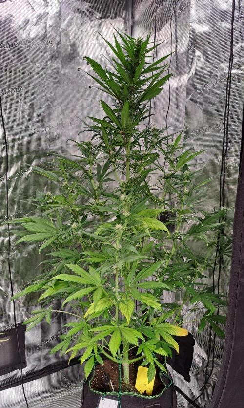 Red Poison spotted on Saturn. Week 6 - Day 39