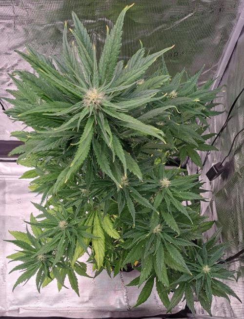 Red Poison spotted on Saturn. Week 6 - Day 40