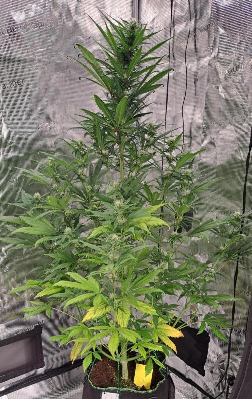 Red Poison spotted on Saturn. Week 6 - Day 40