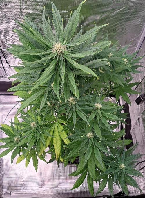 Red Poison spotted on Saturn. Week 6 - Day 41