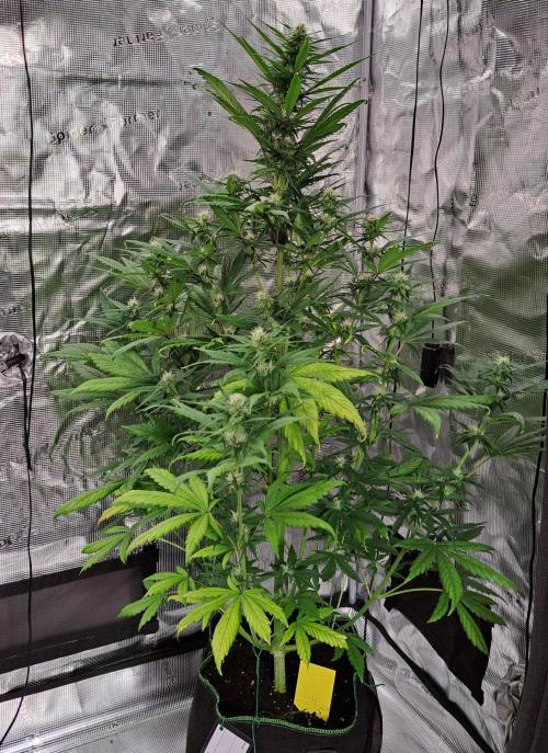 Red Poison spotted on Saturn. Week 6 - Day 41