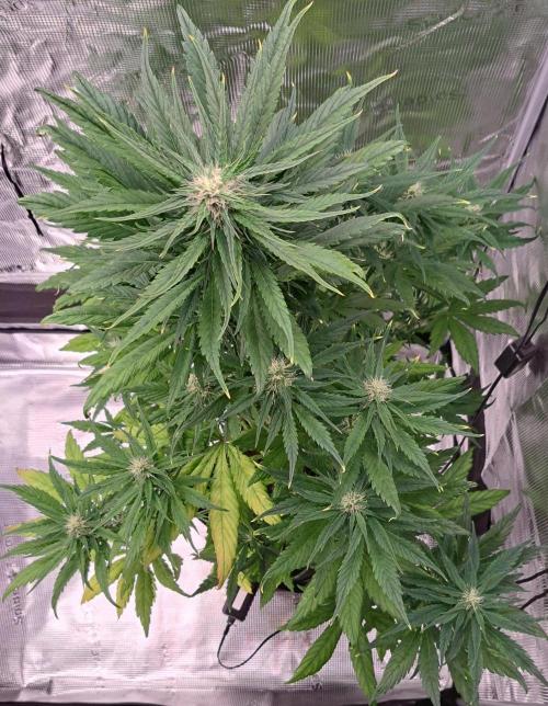 Red Poison spotted on Saturn. Week 6 - Day 42