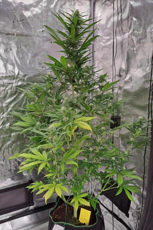 Red Poison spotted on Saturn. Week 6 - Day 42