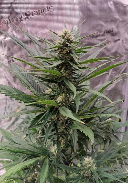 Red Poison Auto. Week 6