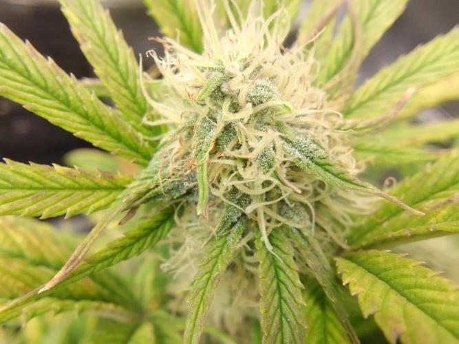 Amnesia Jelly. Week 9