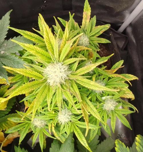 Amnesia Jelly. Week 9