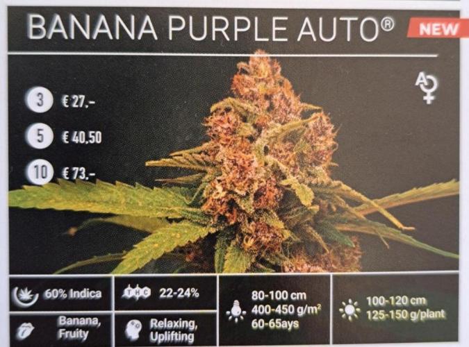 Purple Bananas spotted on Venus. Week 0 - Banana Purple Auto (Purple Kush x Skunk Auto x GG4)