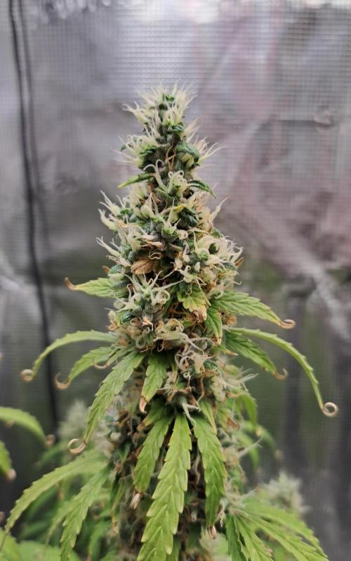 Strawberry Haze Auto. Week 11