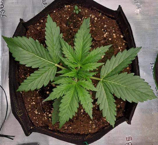 Mars is super boofing. Week 3 - Day 15
