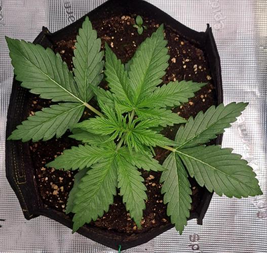 Mars is super boofing. Week 3 - Day 16