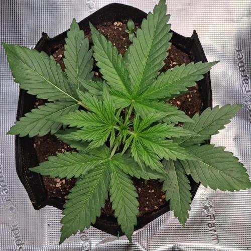 Mars is super boofing. Week 3 - Day 17